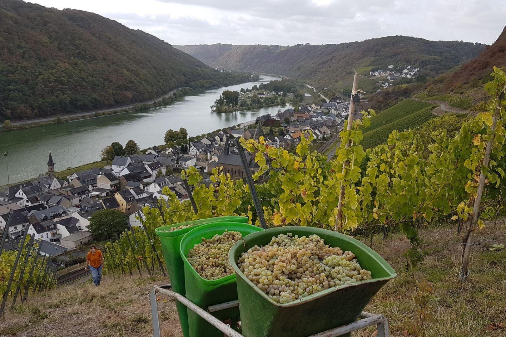 Weinbau Im Trischelsberg