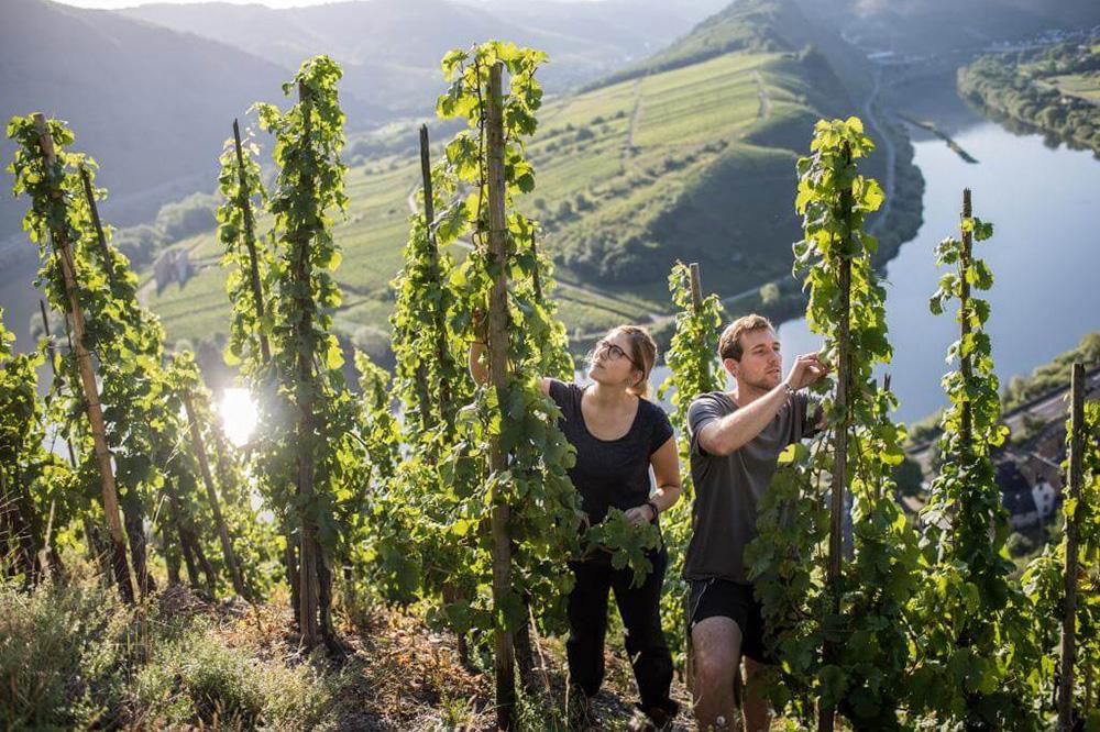 Weingut Kilian Franzen